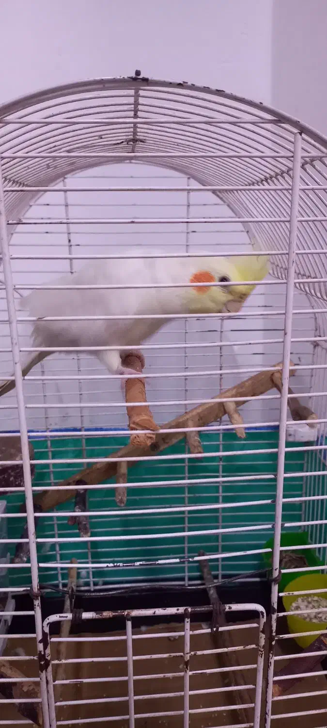 عروس هلندی|پرنده|رشت, کوی یخ|دیوار