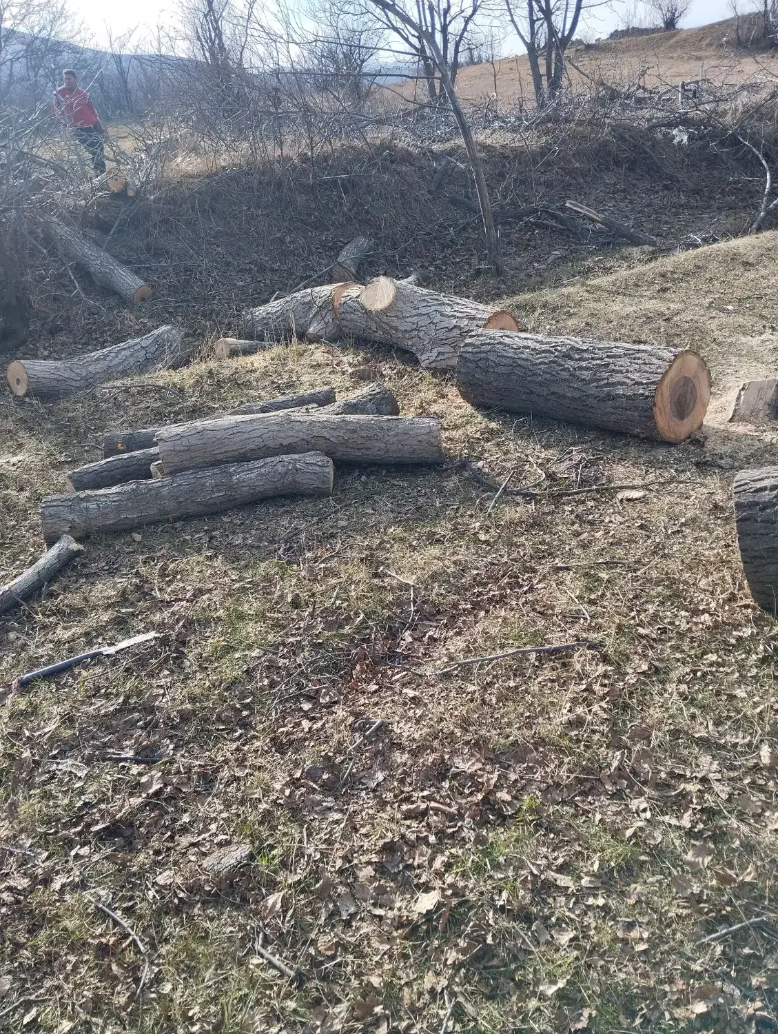 خریدارهمه نوع چوپ ودرخت|خدمات باغبانی و درختکاری|مشگین شهر, |دیوار