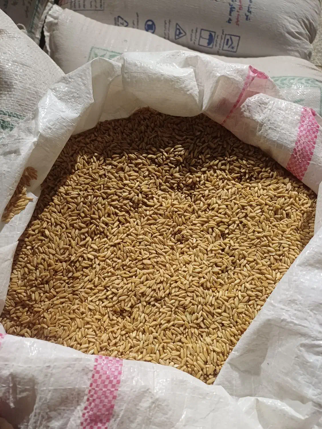گندم دیمی|گل و گیاه طبیعی|روانسر, |دیوار