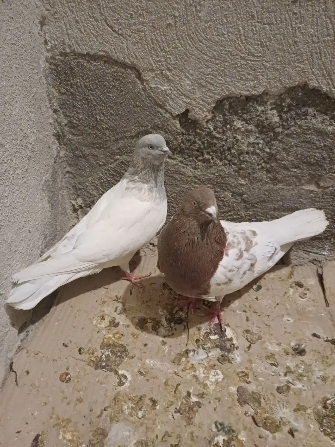 معاوضه با قناری عروس هلندی|پرنده|اندیشه, اندیشه فاز ۱|دیوار