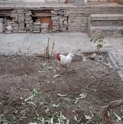 خروس|حیوانات مزرعه|تهران, امیریه|دیوار