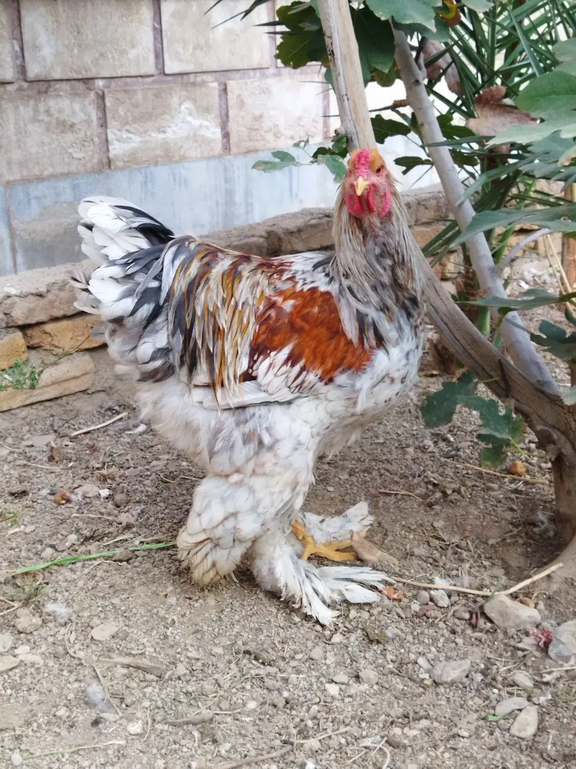 حیوانات|حیوانات مزرعه|پاکدشت, حصار امیر|دیوار