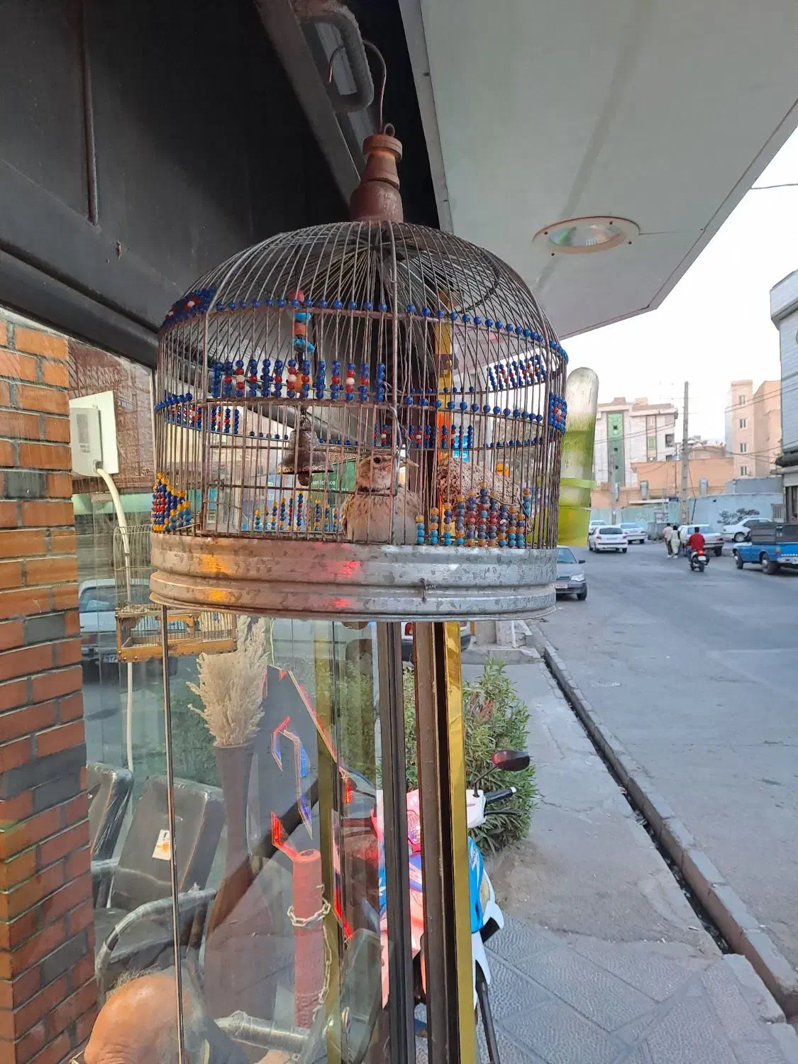 سره خاکی دهن هزار|پرنده|قدس, شهر‌قدس|دیوار