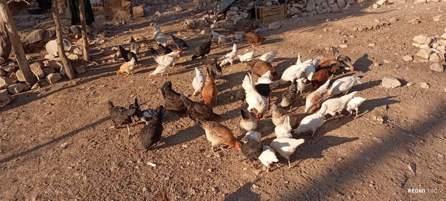 تعدادی مرغ و خروس محلی|حیوانات مزرعه|کوهدشت, |دیوار