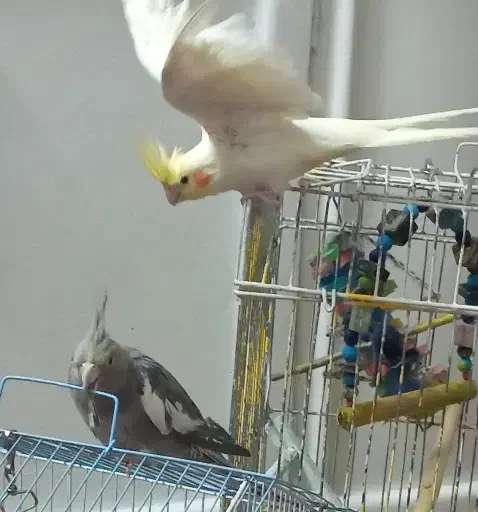 ۴تاعروس هلندی ماده|پرنده|خرمآباد, |دیوار