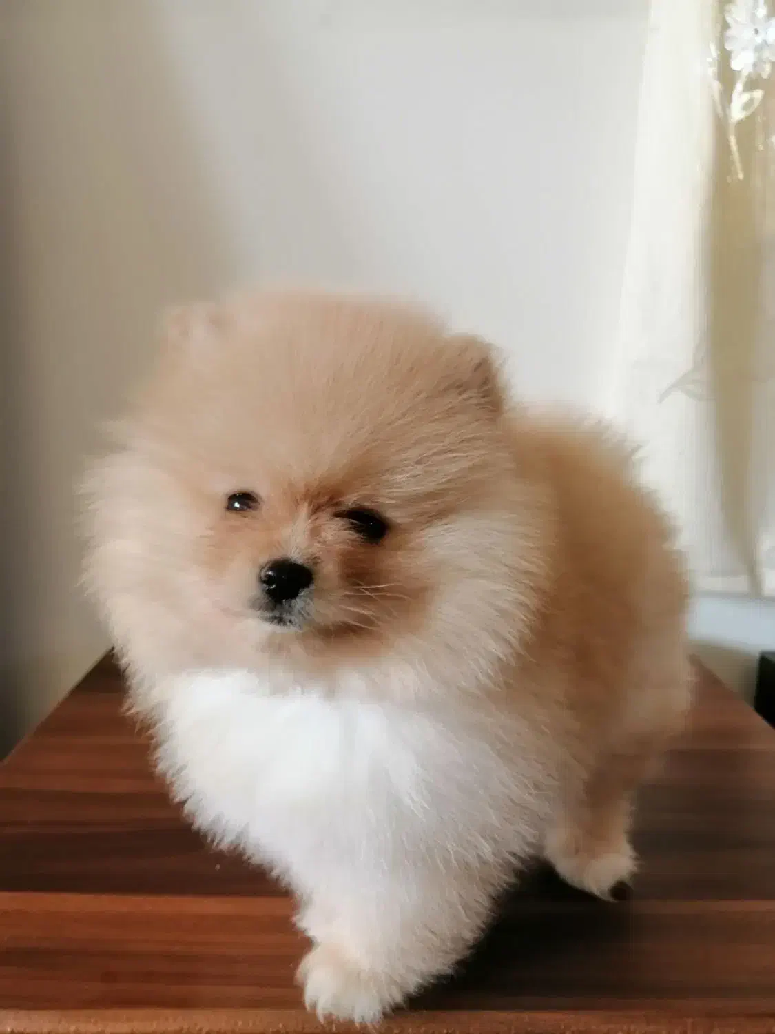 سگ پامرانین خرسی|سگ|هشتگرد, تهران دشت|دیوار