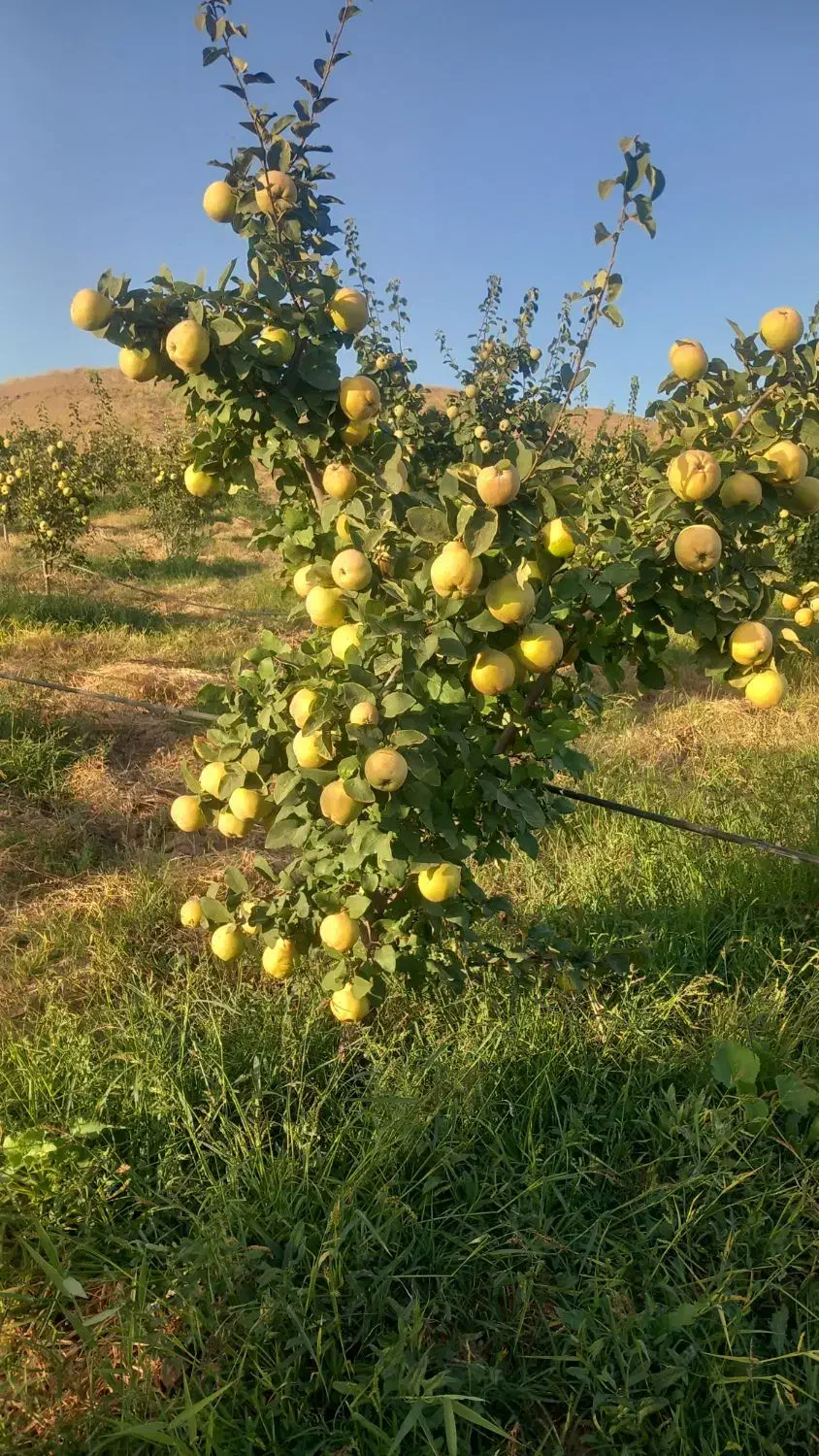 باغ میوه به محلی|فروش دفتر صنعتی، کشاورزی، تجاری|فیروز, |دیوار