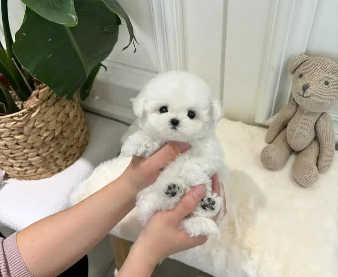 پوشیدل خانگی|سگ|تهران, مرزداران|دیوار