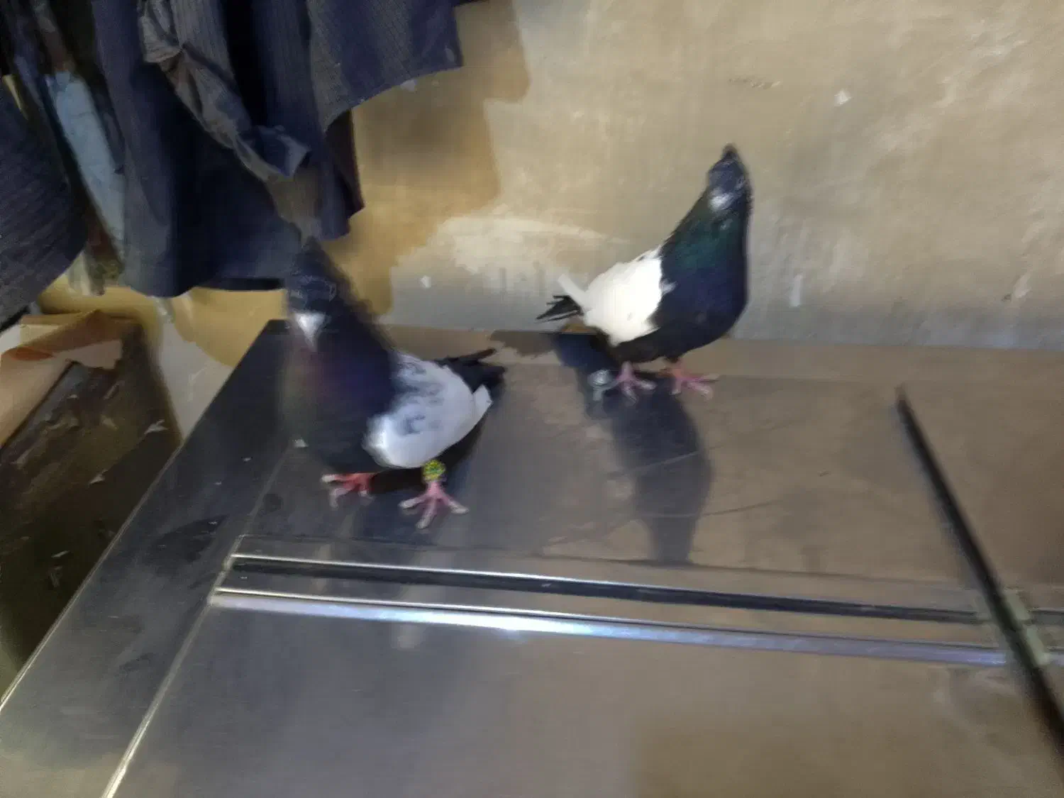 کفتر|پرنده|گلبهار, شهر جدید گلبهار|دیوار