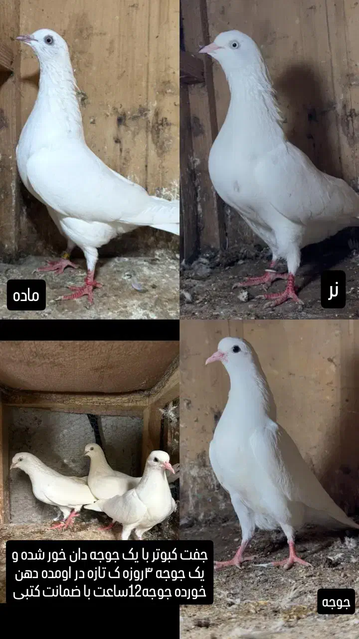 کبوتر ساعت سنگین با ضمانت|پرنده|رشت, پیرکلاچای|دیوار