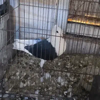 کفتر|پرنده|خرمشهر, |دیوار