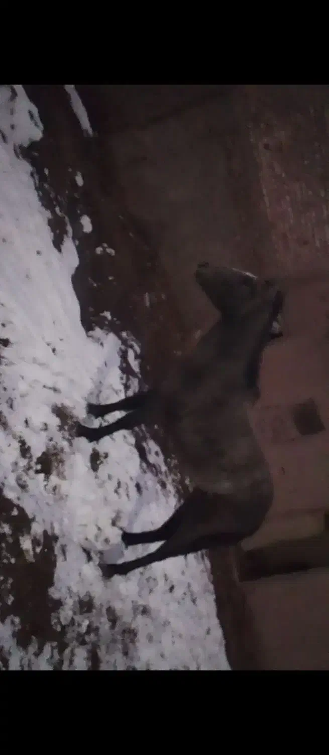 اسب|اسب و تجهیزات اسب‌سواری|طاغنکوه, |دیوار