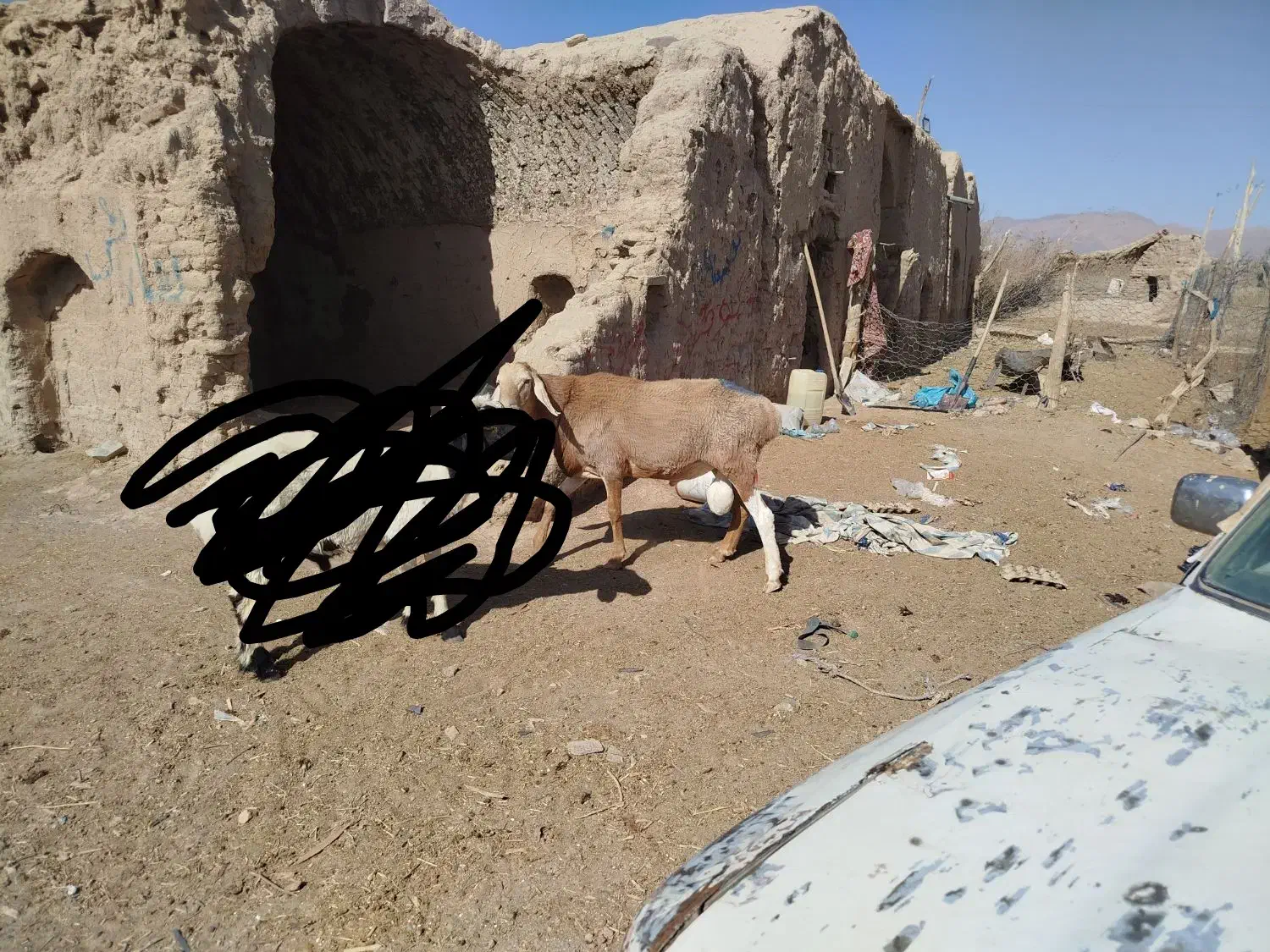 قوچ چینی دو دندون هست شهرستان درح|حیوانات مزرعه|درح, |دیوار