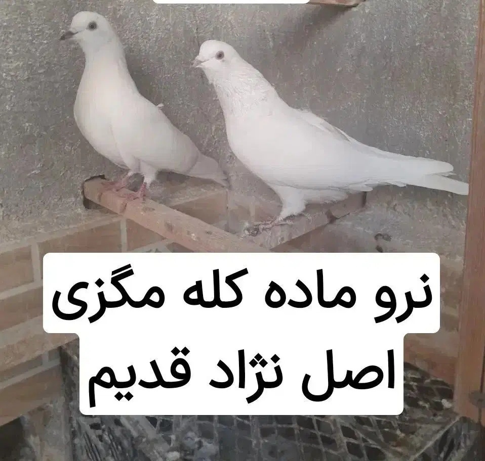 کفتر درجه۱ همه باهم جفتی ۳۵۰|پرنده|کاشان, آیت الله سعیدی|دیوار