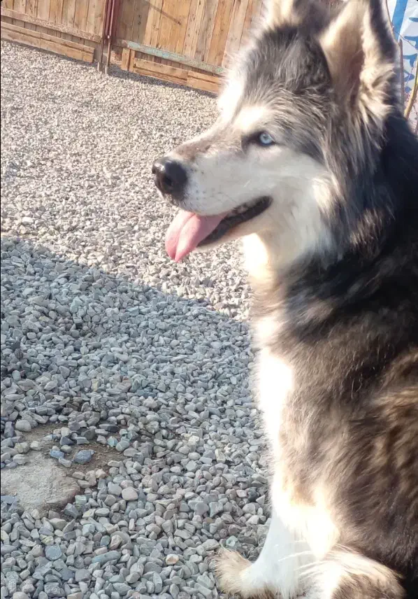 هاسکی ماده|سگ|احمدآبادمستوفی, |دیوار