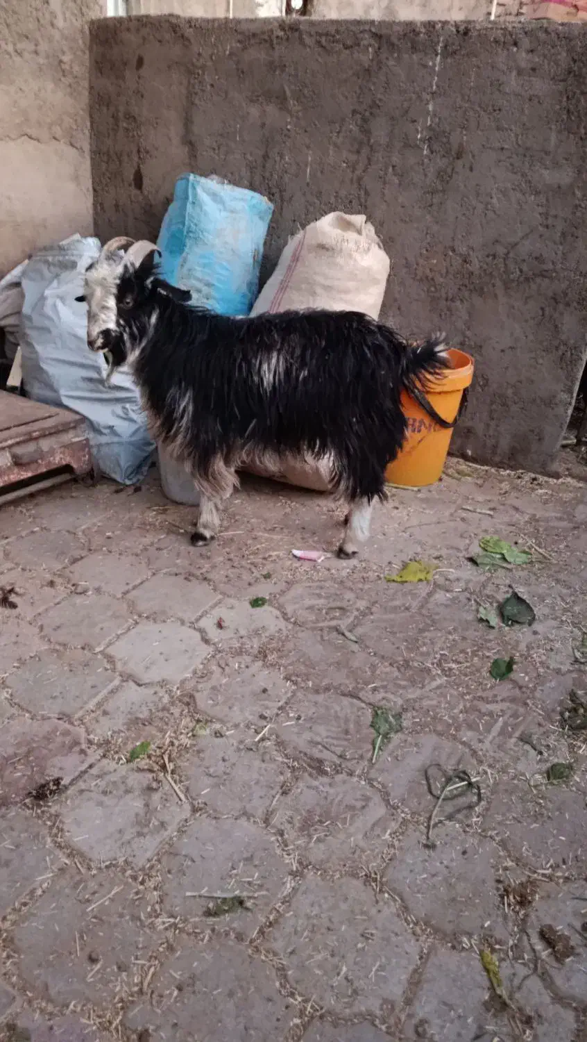 بزغاله نر|حیوانات مزرعه|کاشان, دشت لتحر|دیوار