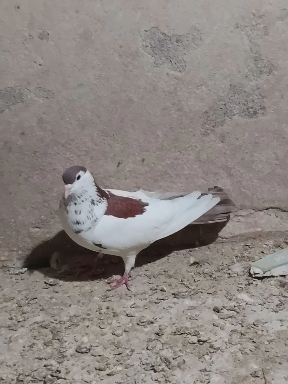 کفتر صید|پرنده|تایباد, |دیوار