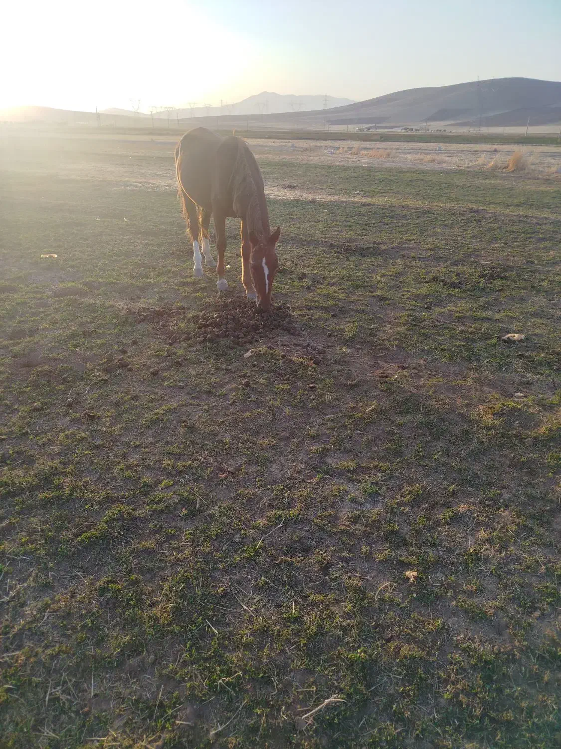 اسب فروشی|اسب و تجهیزات اسبسواری|بیرانوند, |دیوار