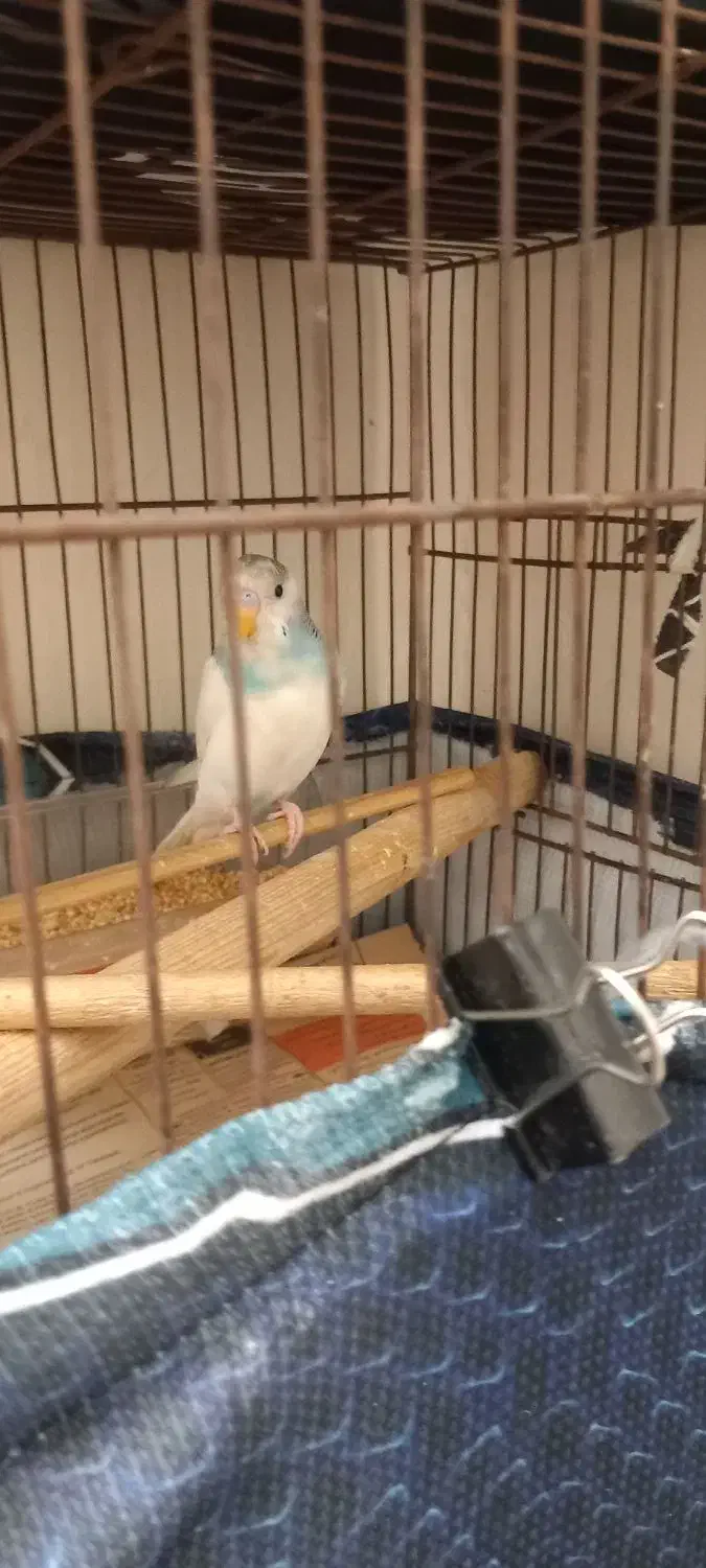 مرغ عشق|پرنده|تهران, بلورسازی|دیوار