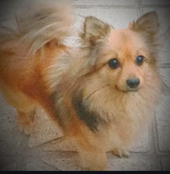 پامر|سگ|اصفهان, حسین‌آباد|دیوار