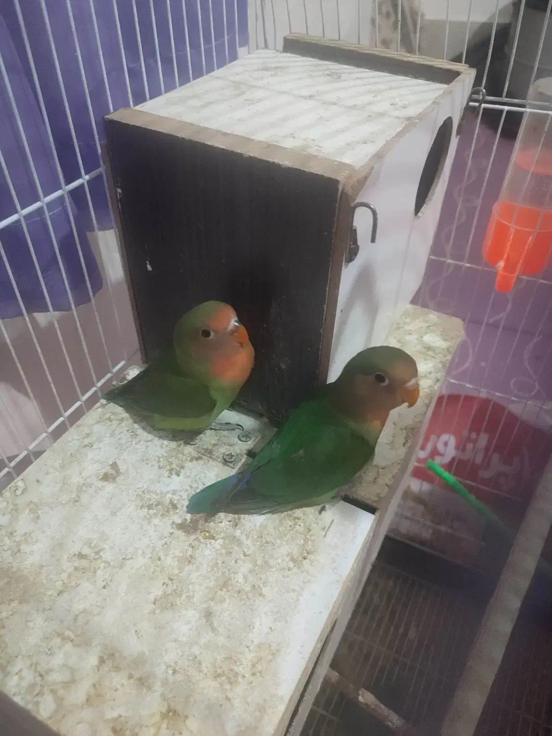 جفت کوتوله برزیلی خوش رنگ بامزه|پرنده|چناران, |دیوار