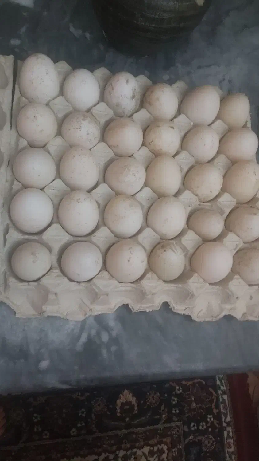 فروش تخم نطفه دار اردک روسی و محلی|حیوانات مزرعه|سرخرود, |دیوار