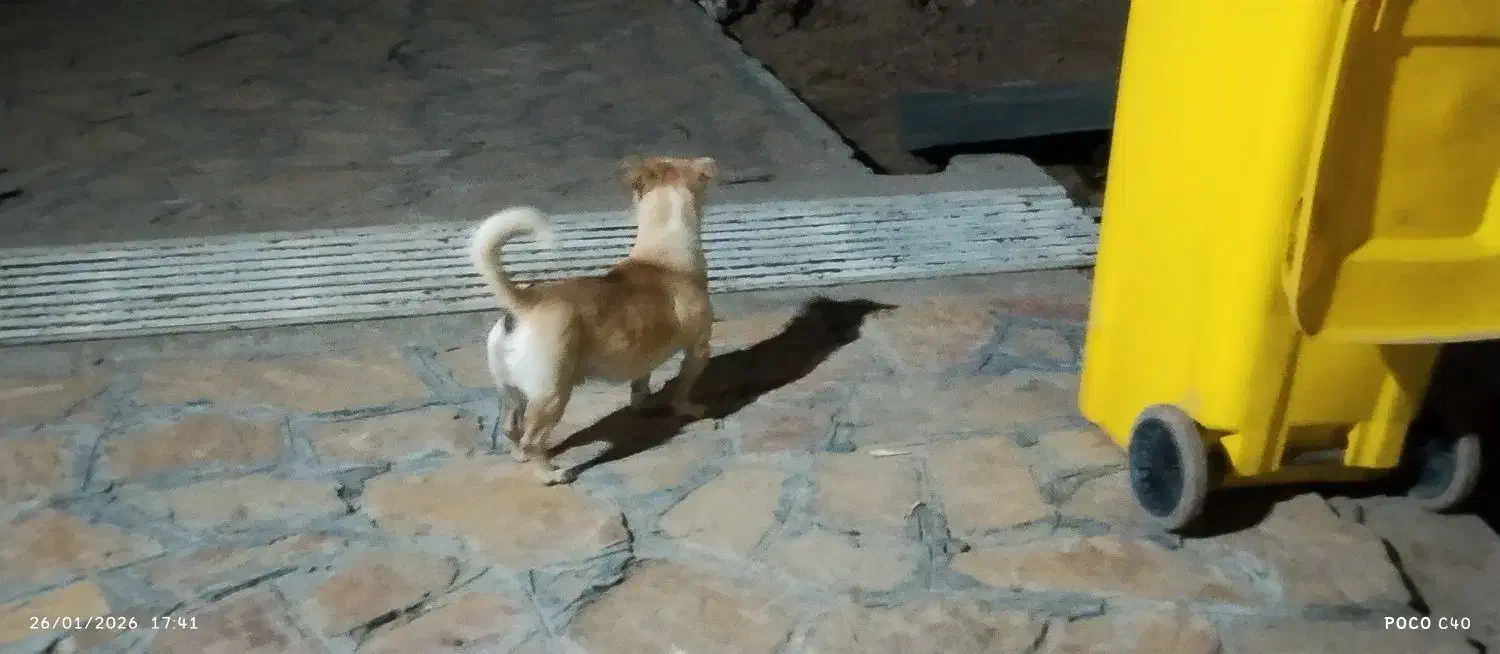 سگ گربه بقلمون کفتر|حیوانات|مشهد, نوچاه|دیوار