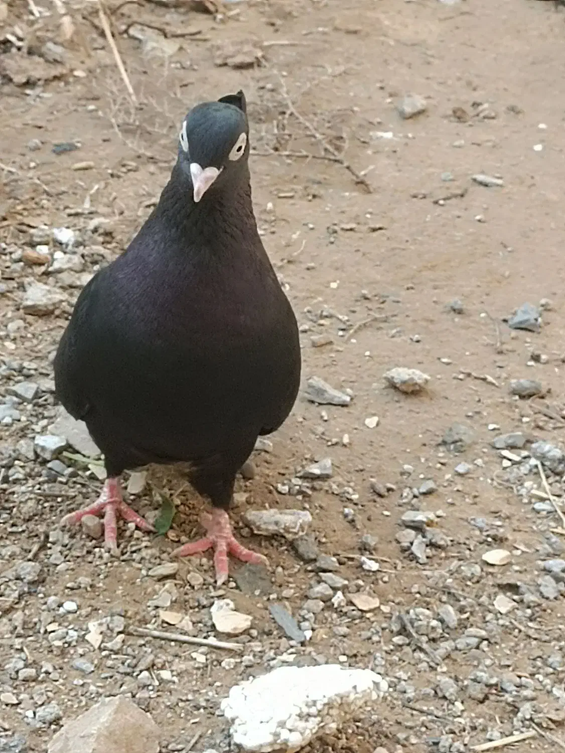 کبوتر|پرنده|امیدیه, |دیوار