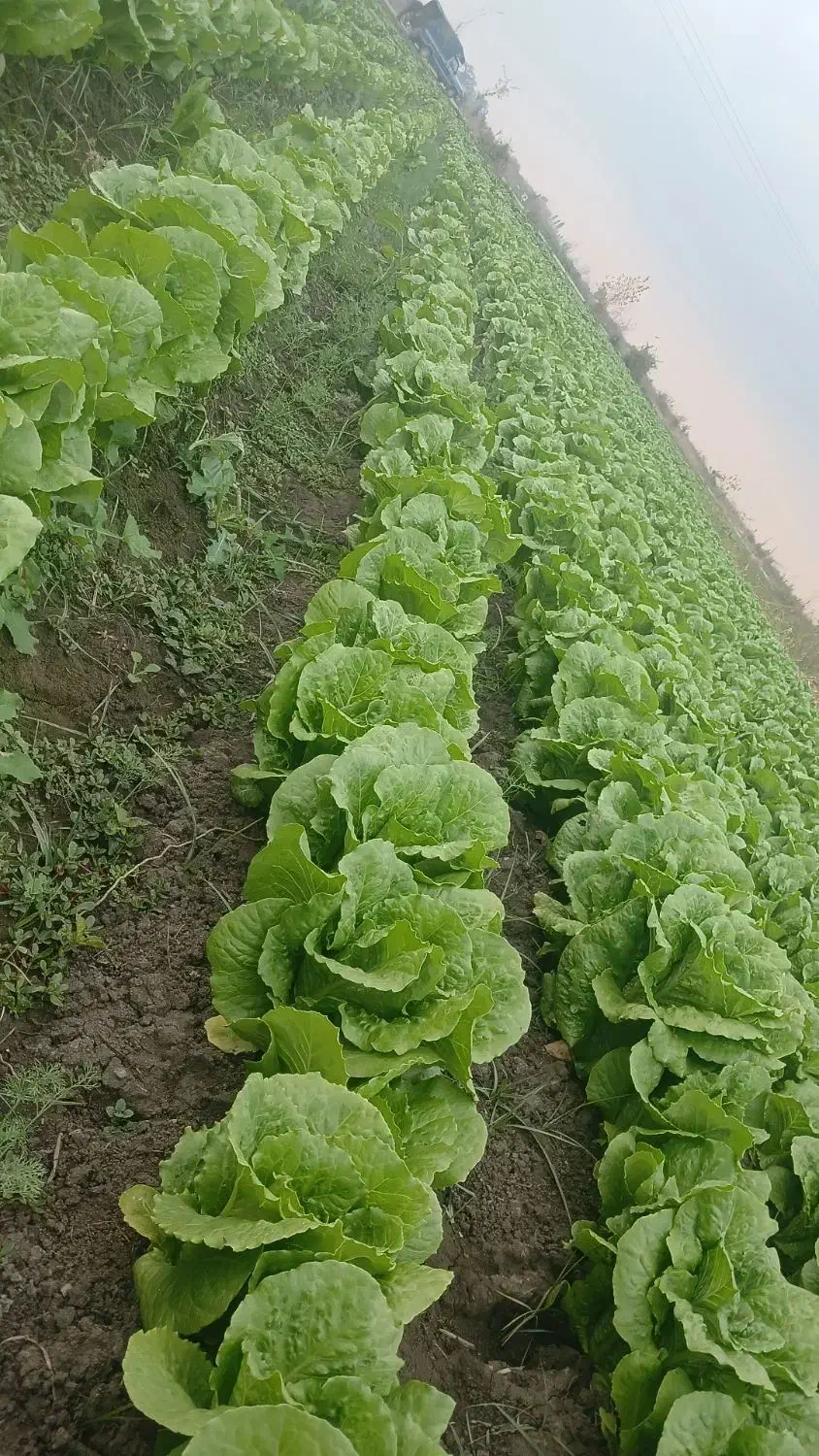 کاهو محلی|خوردنی و آشامیدنی|خان ببین, |دیوار