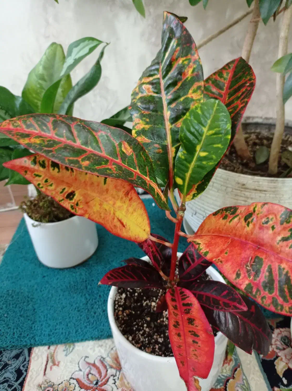 گل مناسب  کادو هدیه منزل اداره ویلا بنگاه آپارتمان|گل و گیاه طبیعی|کاشمر, |دیوار