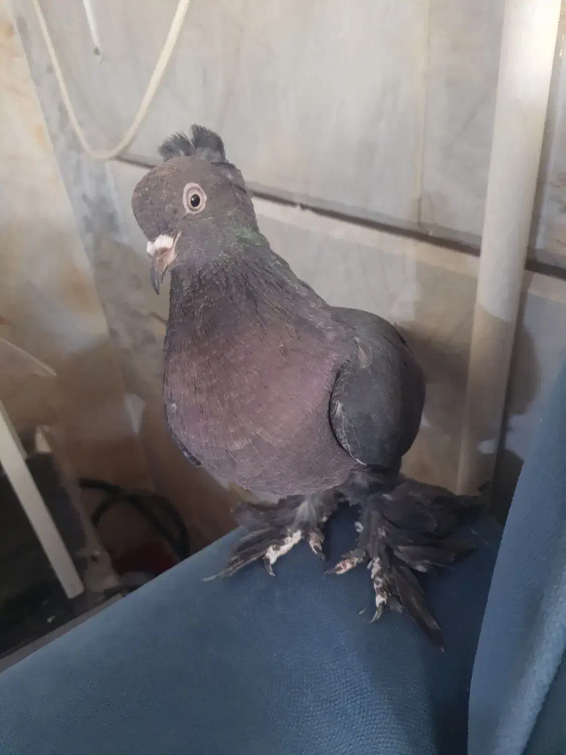 راعبی مشکی|پرنده|نجفآباد, شهدای غربی|دیوار