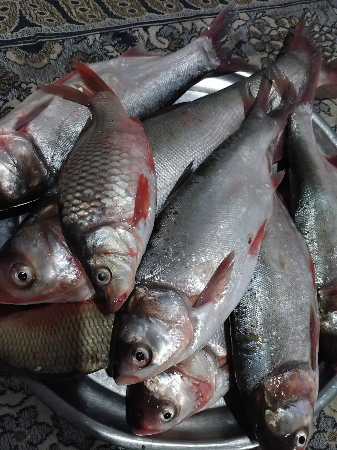 ماهی چاه نیمه|ماهی|زهک, |دیوار