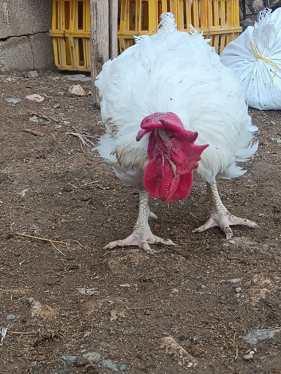 مرغ مادر|حیوانات مزرعه|اشنویه, |دیوار