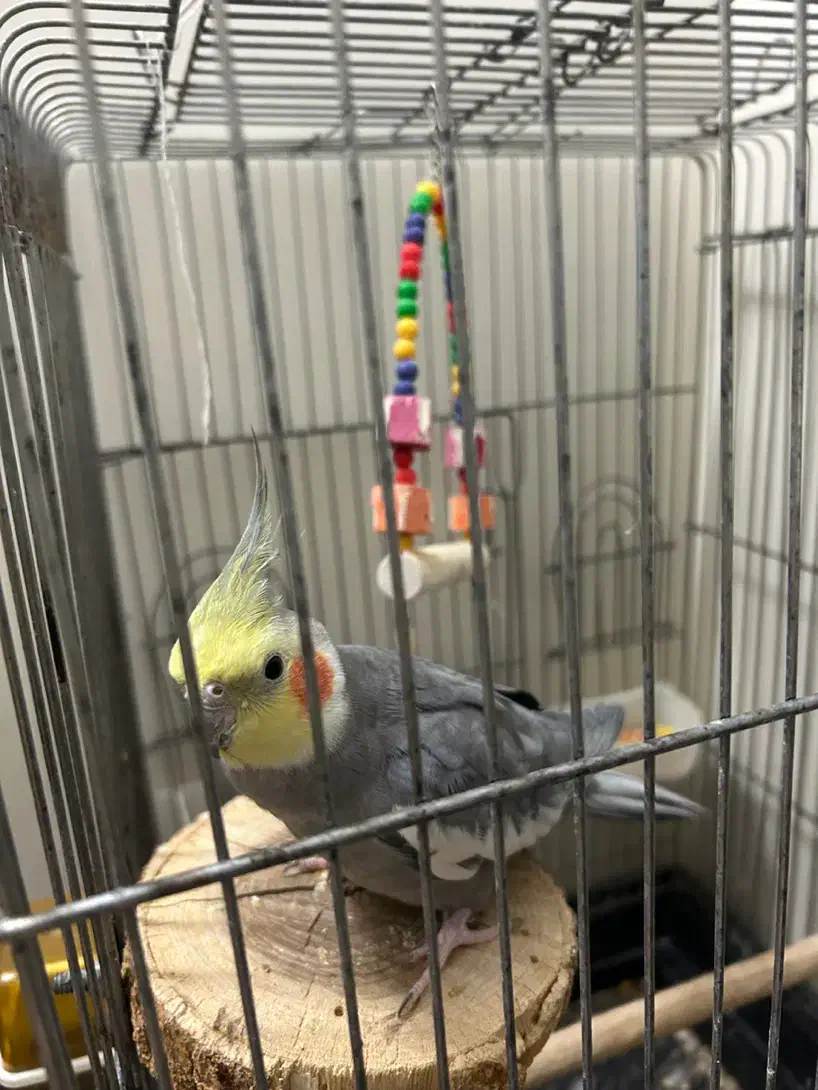 عروس هلندی|پرنده|تهران, افسریه شمالی|دیوار