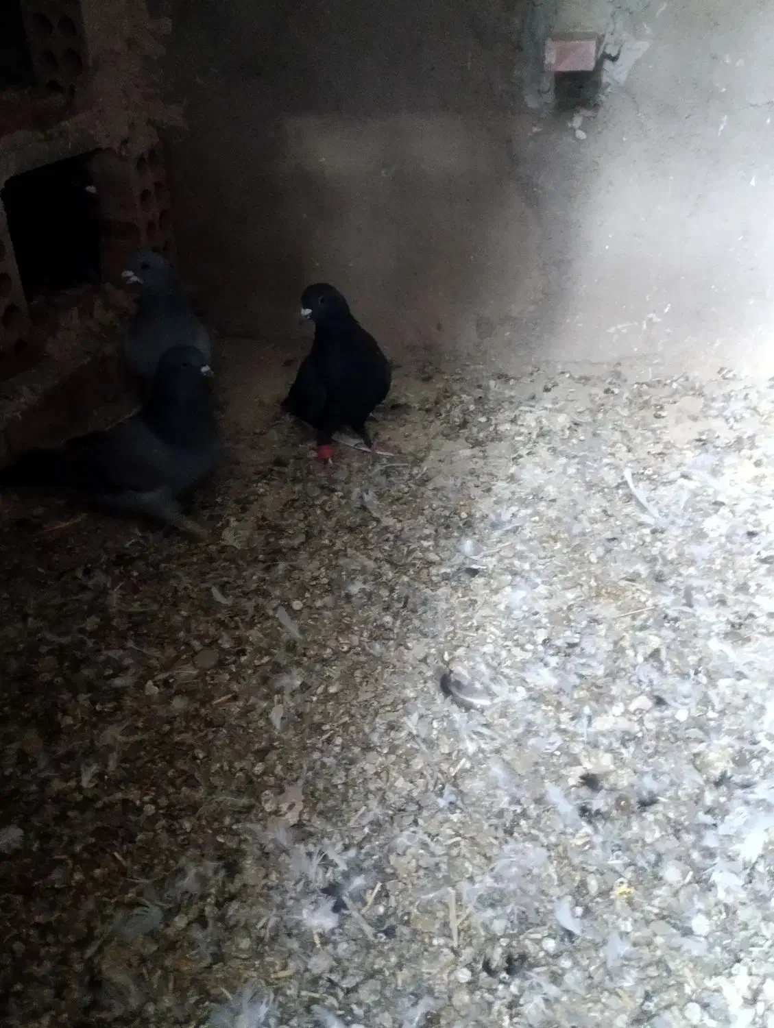 کبوتر پرشی|پرنده|یزدان شهر, |دیوار