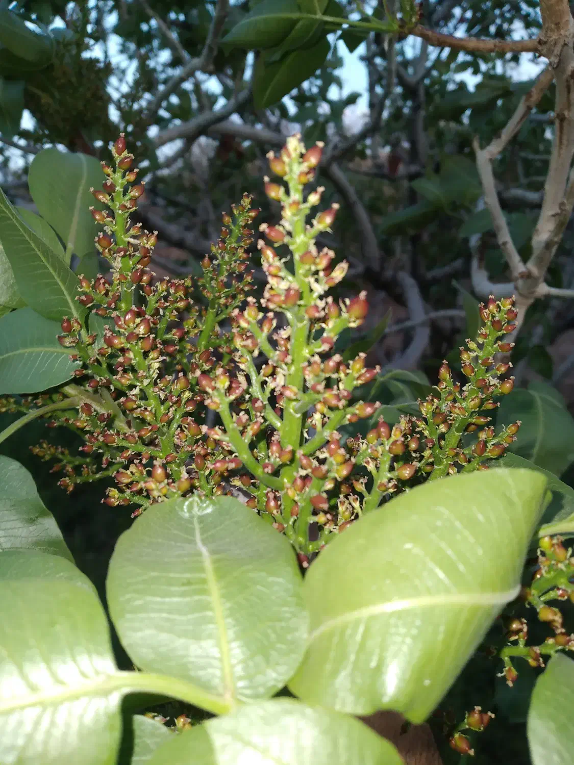 فروش باغ کوچک|فروش خانه و ویلا|امیرآباد, |دیوار