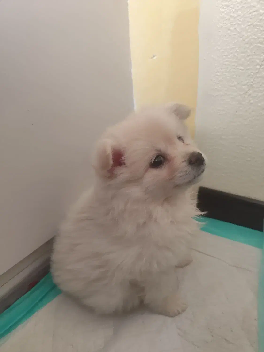 سگ پامر|سگ|برخوار, |دیوار