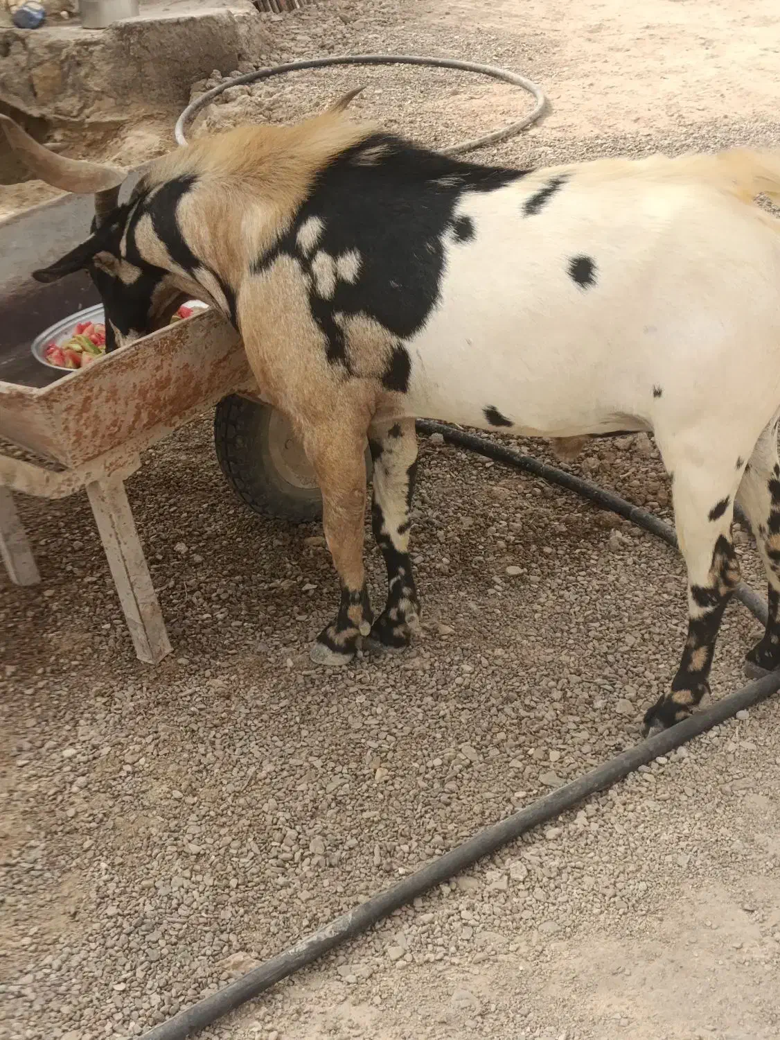نری به فروش می رسد|حیوانات مزرعه|مهران (هرمزگان), |دیوار
