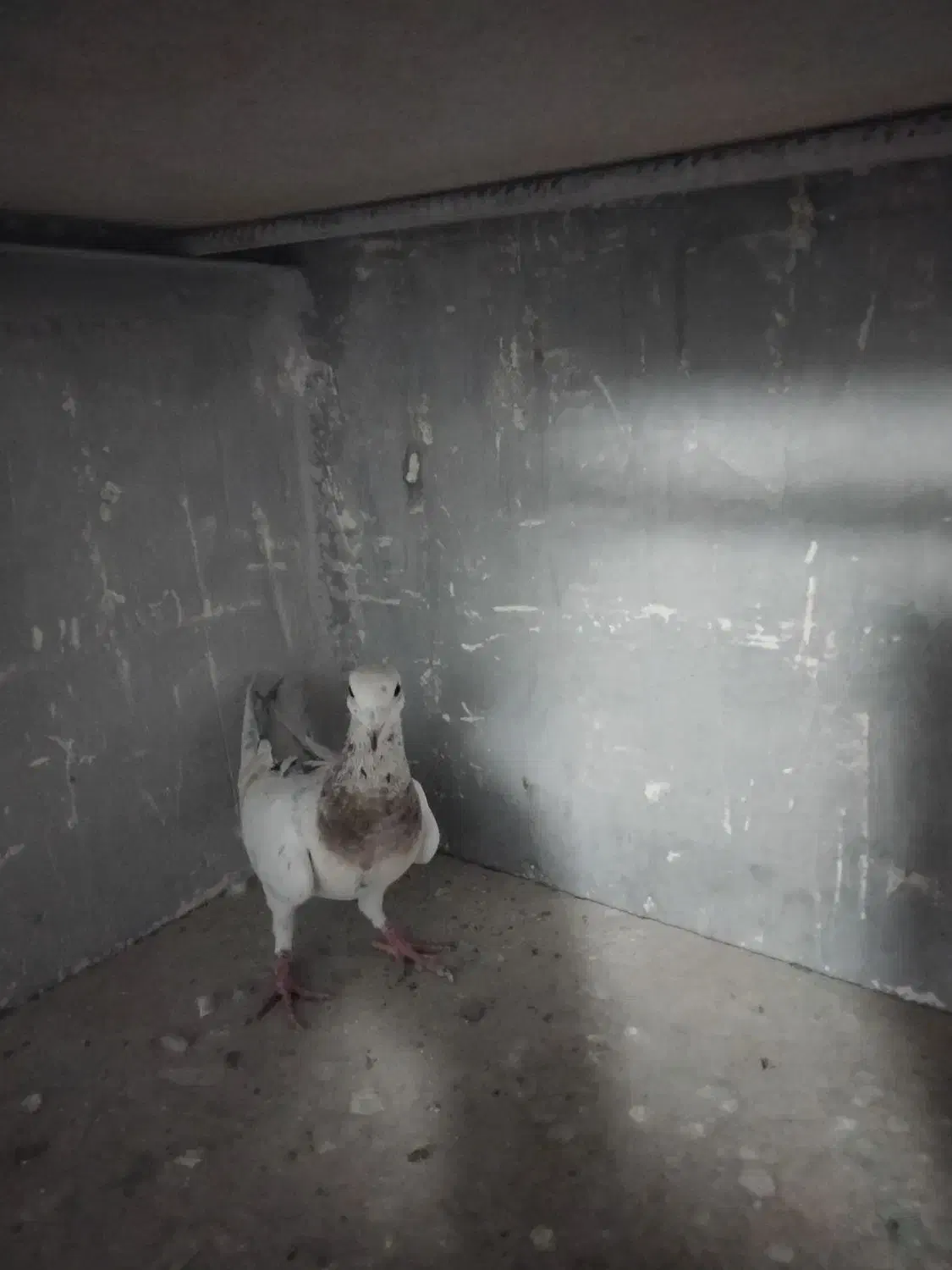 کبوتر هفت رنگ فروشی|پرنده|تاکستان, |دیوار