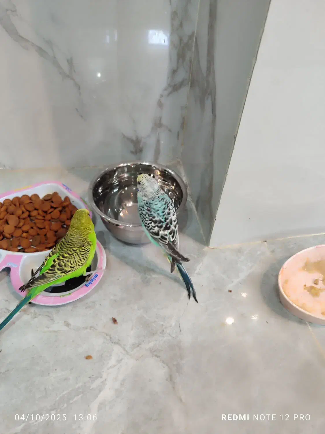 یک جفت مرغ عشق خوشگل قشنگ|پرنده|شیراز, کرونی(خاتونک)|دیوار