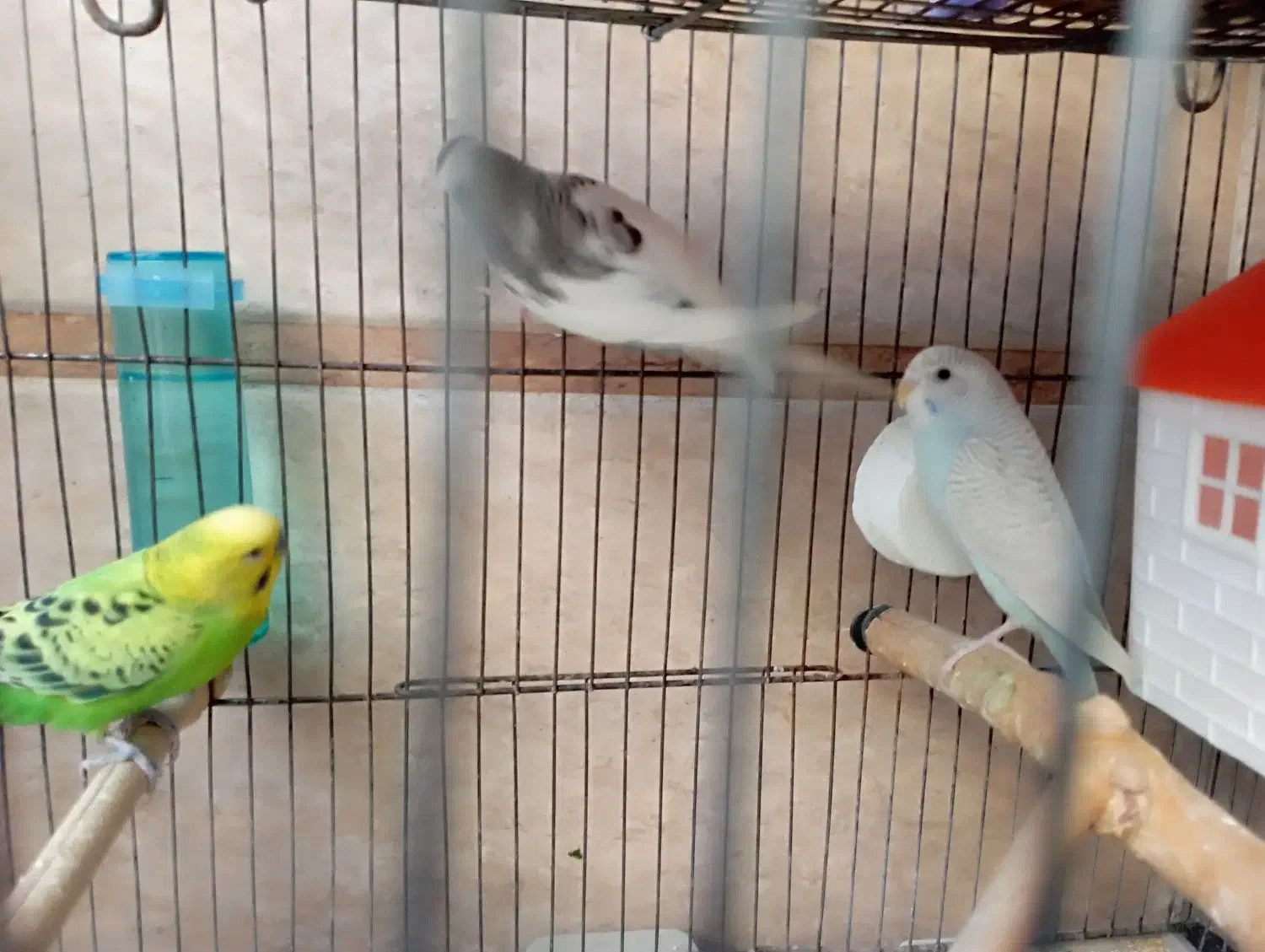 یک جفت مرغ عشق مولد با یک جفت فنچ|پرنده|اسلام‌شهر, صادقیه|دیوار