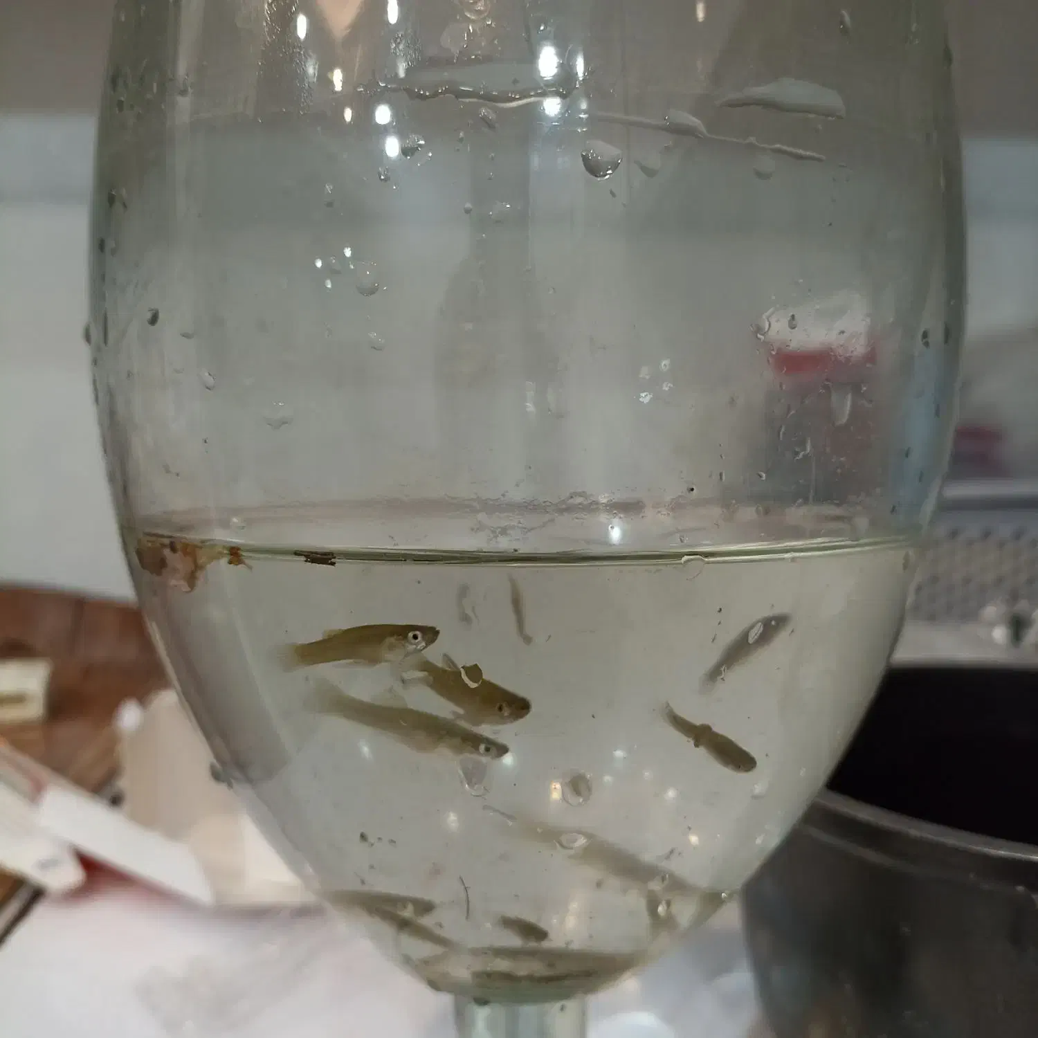 ماهی گوپی باردار ماهی آکواریومی|ماهی|دزفول, |دیوار