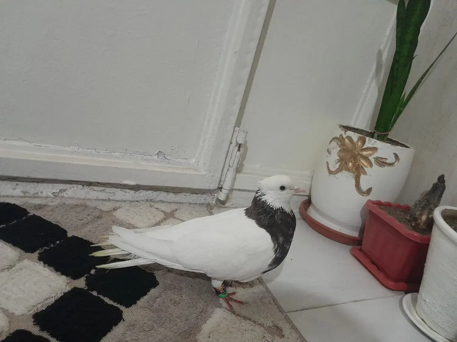 طوقی هفت رنگ نر پاک|پرنده|مشهد, کوی ولیعصر|دیوار