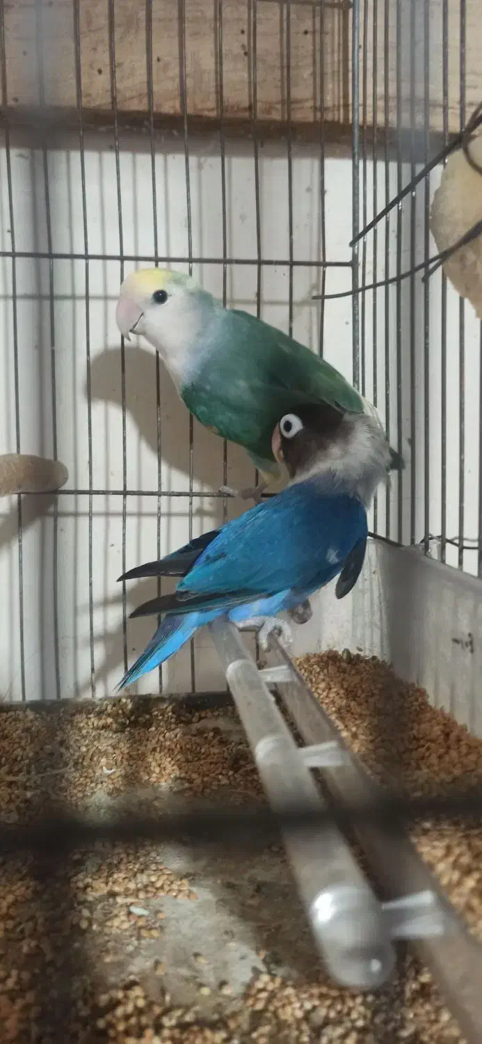 جفت کوتوله یرزیلی|پرنده|قائم‌شهر, |دیوار