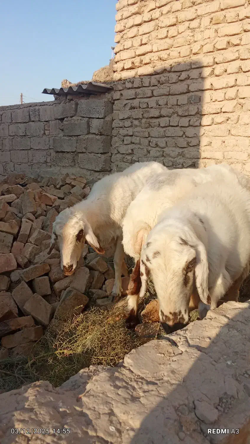 گوسفند|حیوانات مزرعه|زهک, |دیوار