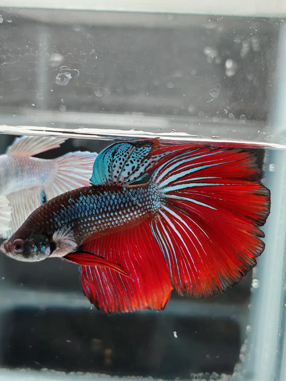 حراج ماهی فایتر ارزان|ماهی|اصفهان, ملک‌شهر|دیوار