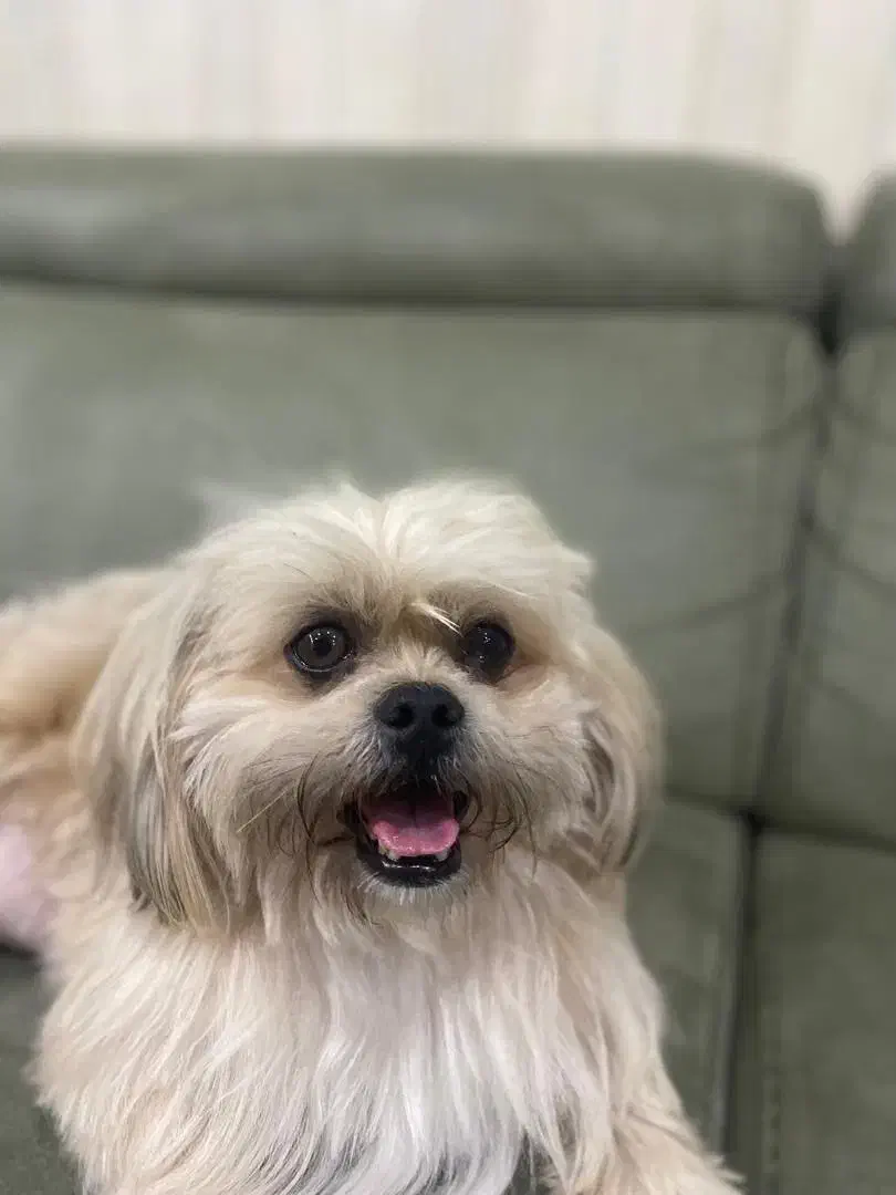 سگ گمشده که صاحبش نابیناست - لطفا کمک کنین|حیوانات|قائمشهر, |دیوار