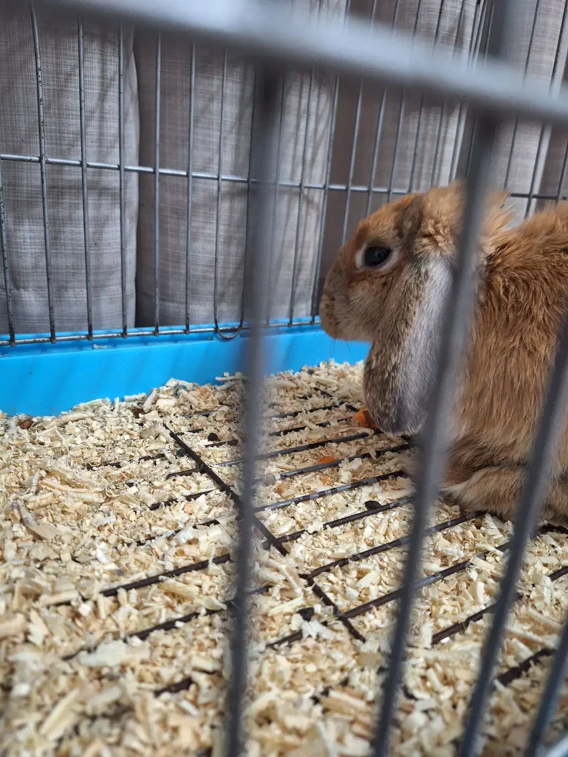 خرگوش لوپ مهربون|موش و خرگوش|مشهد, ابوذر|دیوار