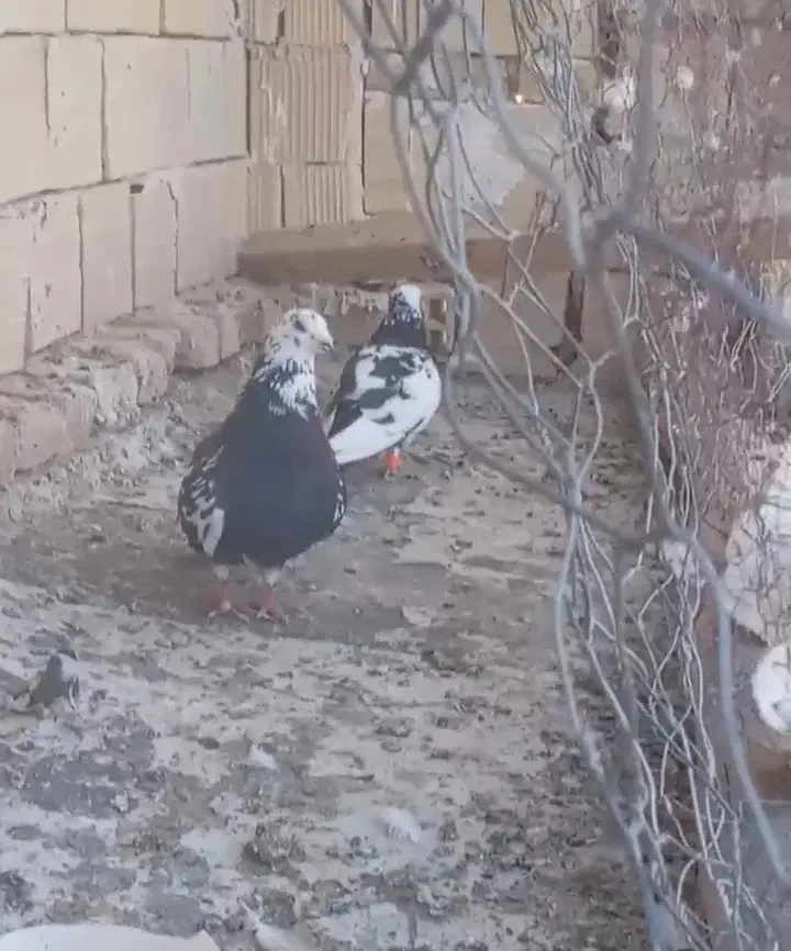 کفتر آلمانی|پرنده|تربتحیدریه, بالا ولایت|دیوار