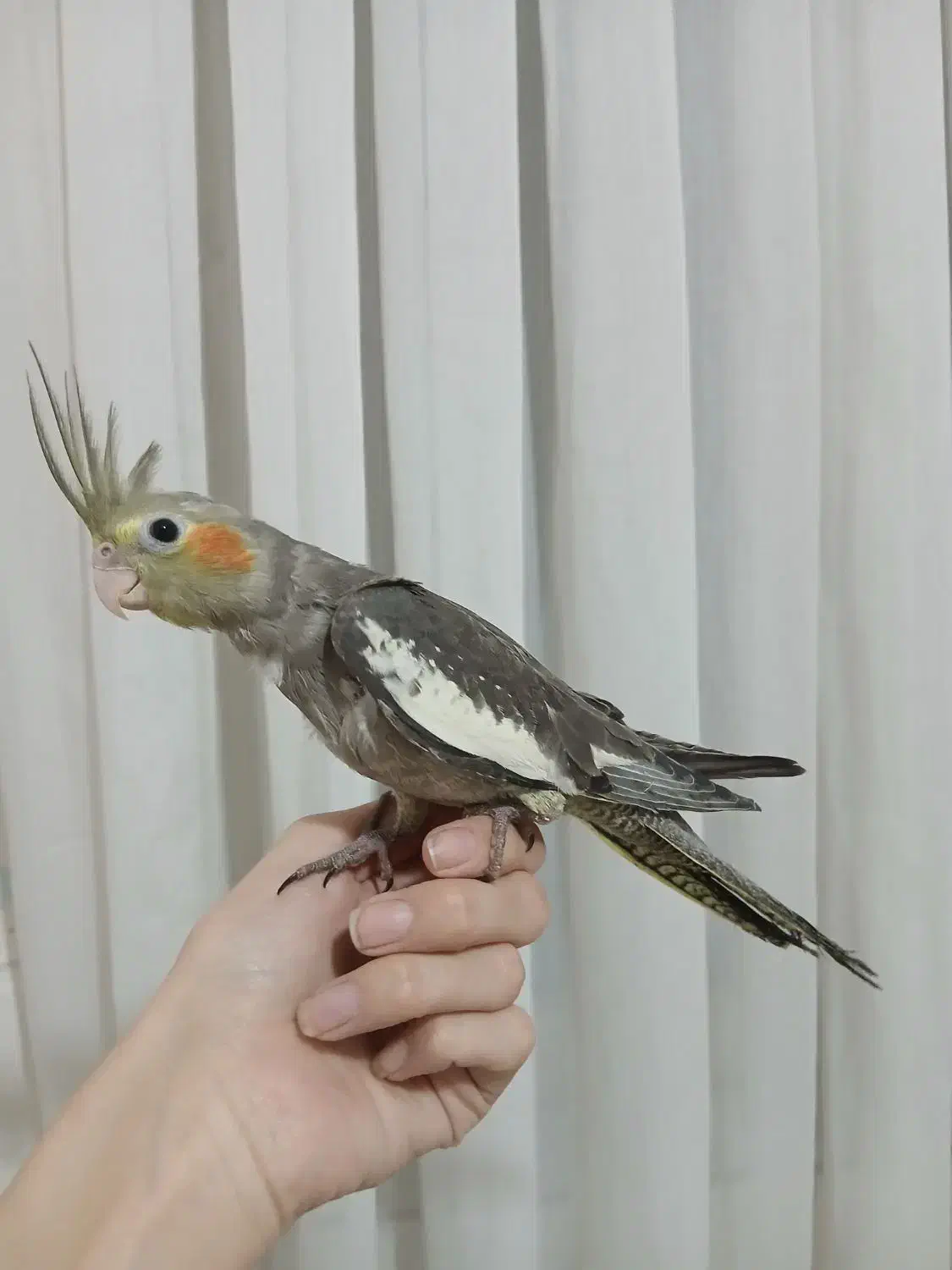 جوجه|پرنده|تهران, مسعودیه|دیوار